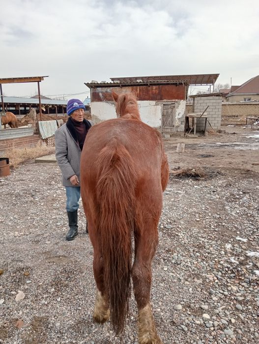 Сауын бие сатылады .