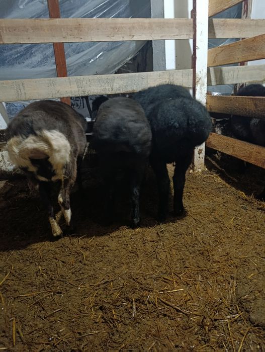 Куйлар узимизники ,9-10 ойлик ,солих, кузи кучкор билан юрган