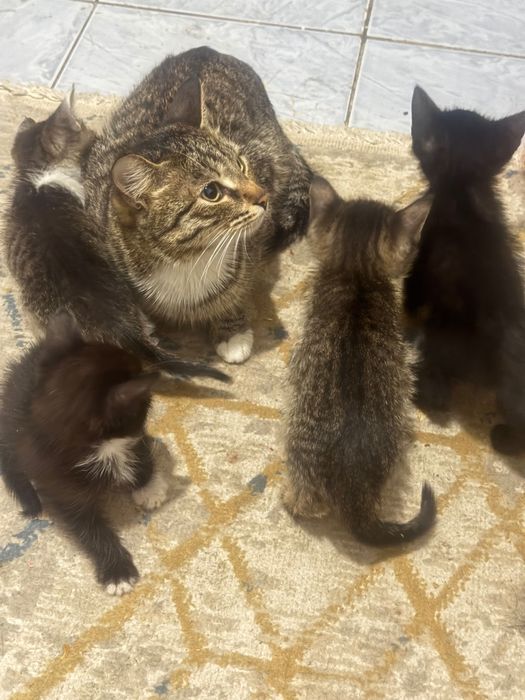 Отдаю котят в добрую руки