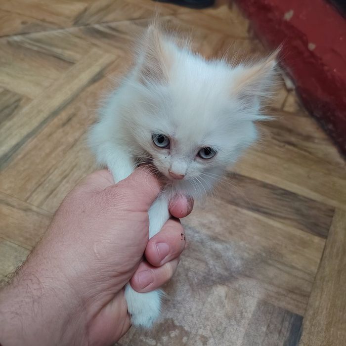 Отдадим котят к лотку приучины