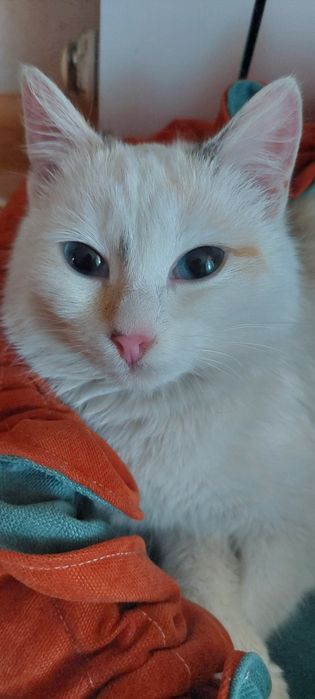 Отдам Срочно Кошечку в Добрые Руки!