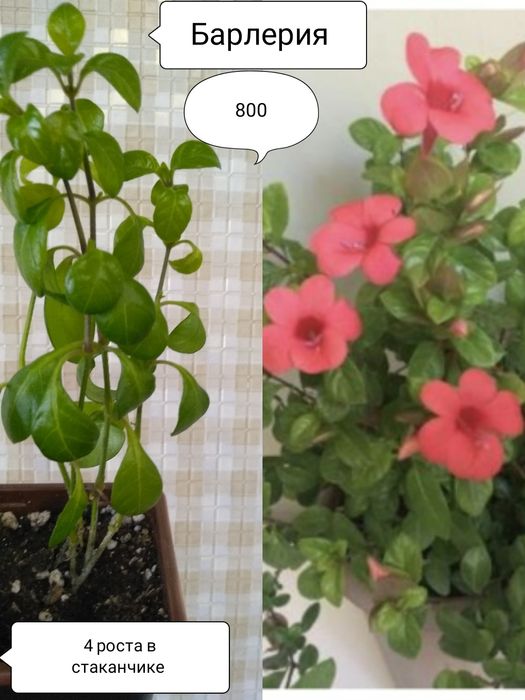 Продам цветы,любой за 800