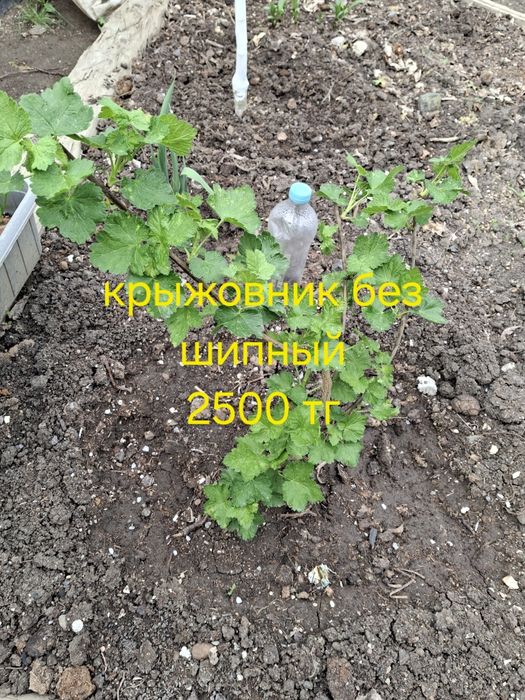 Многолетние цветы для сада
