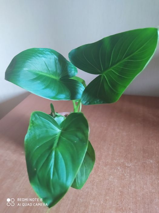 Продам комнатные цветы.