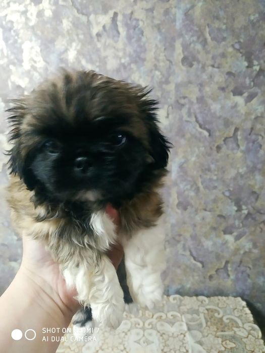 Продам щенят пикинеса