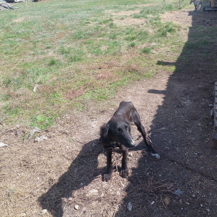 Қазақи тазы күшіктері