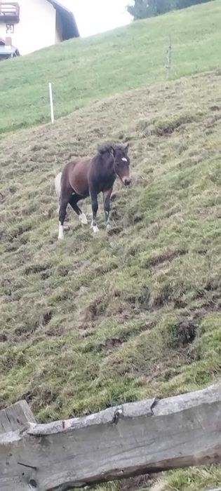 Mânz ponei  armasar