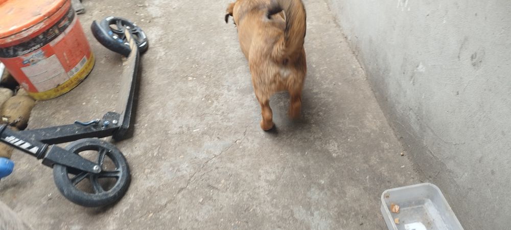 Pui de câine spre adoptie