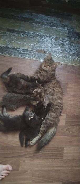 Даром в хорошие руки