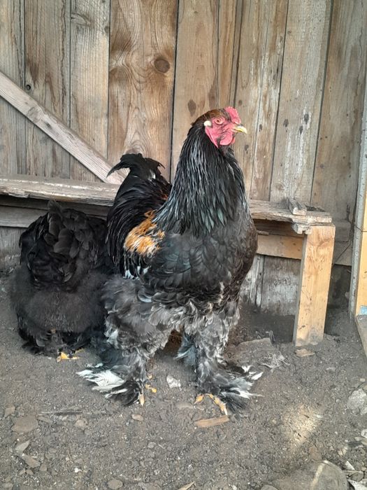 Cocoși Brahma Negru și Wyandotte