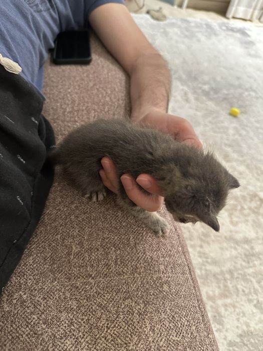 Отдам хорошие руки