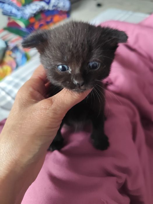 Котёнок 2 месяца