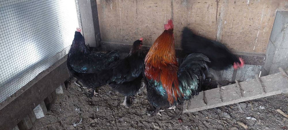 Familie Marans 4+1