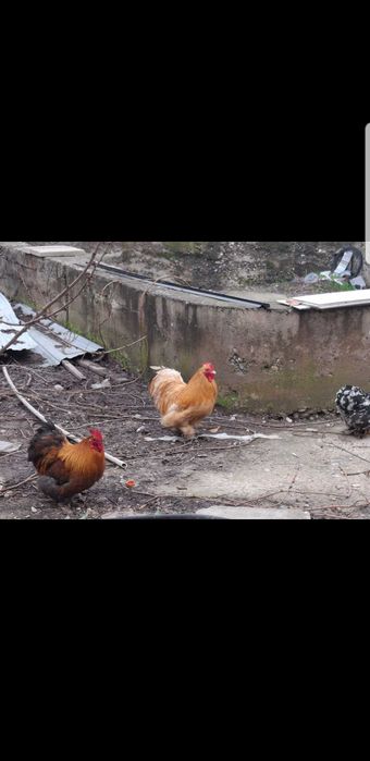 Петухи кокинхин !!!