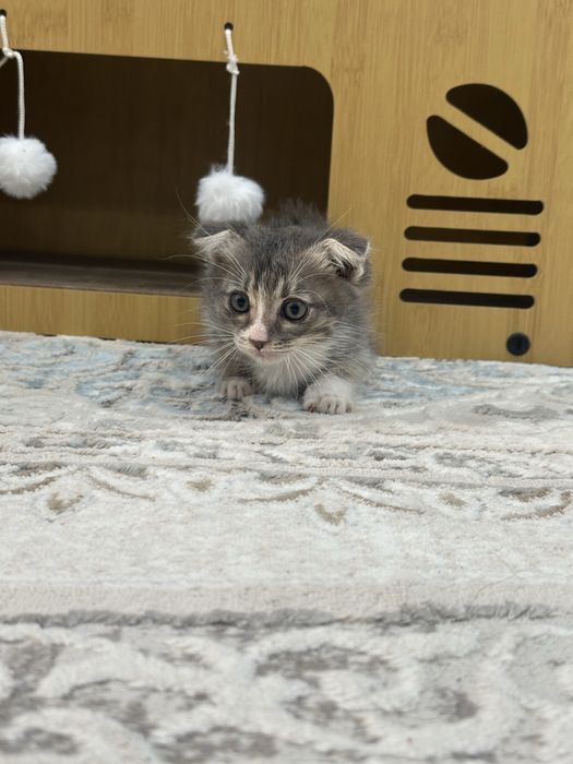 Отдам котёнка в хорошие руки.