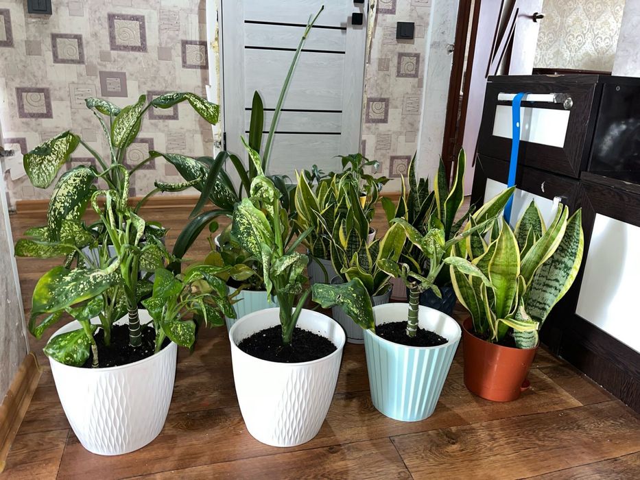 Цветы комнатные 3000тг. - 5000 тг