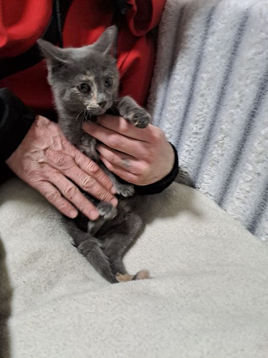 Отдам даром котёнка