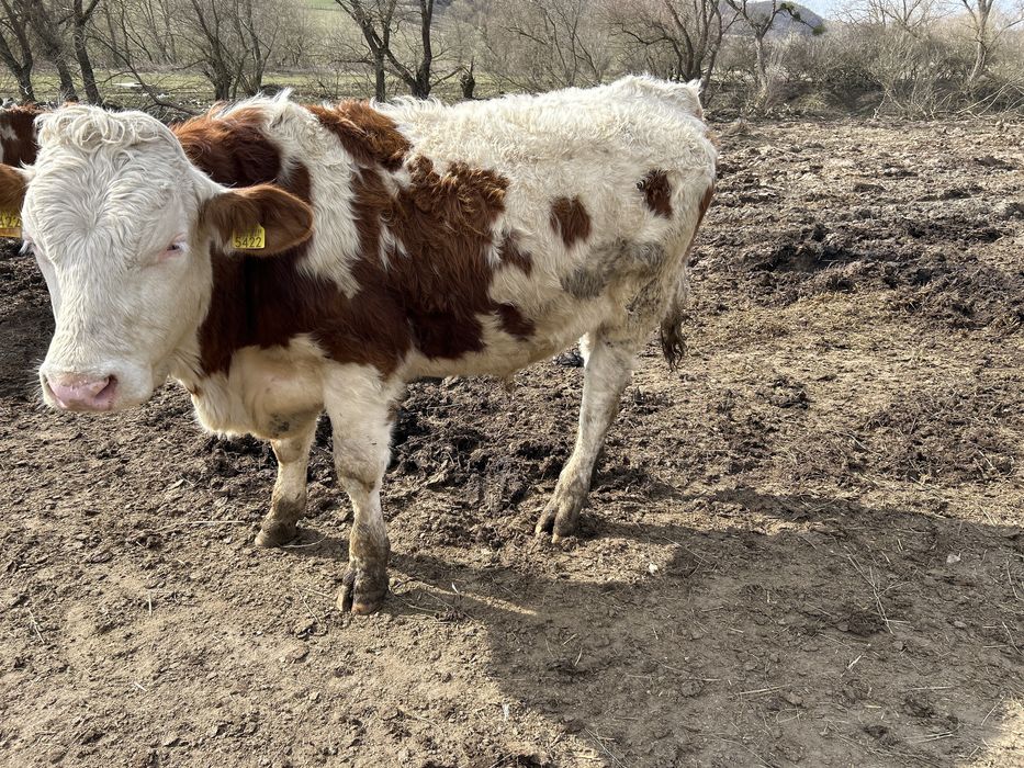 Vand tauras pentru monta