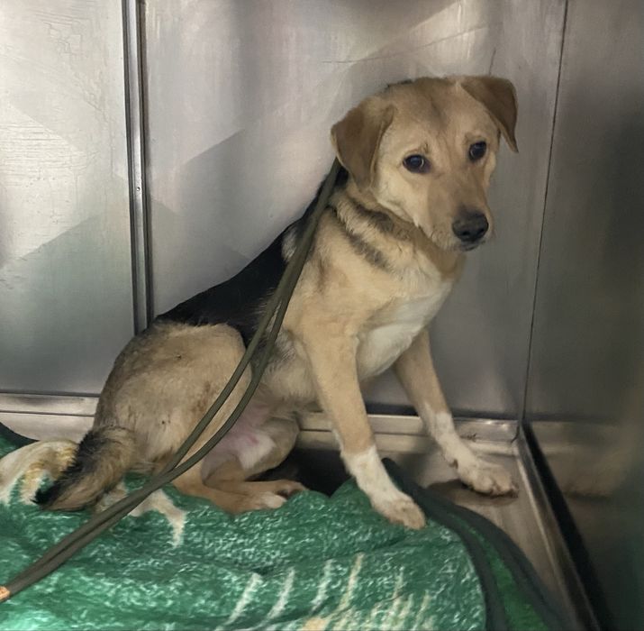 Подарю красавчика пса . Добрый и верный