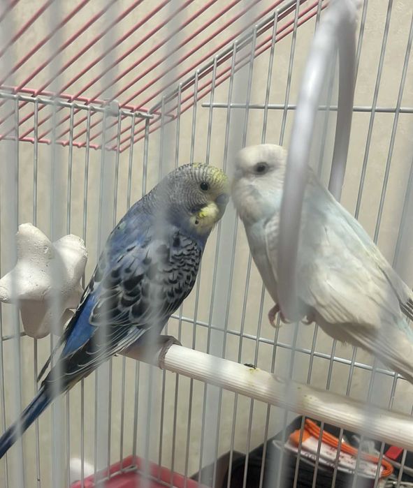 Попугайчики ручные волнистые пара