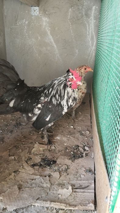 Японский тауық қораз