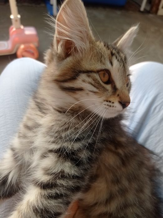 Отдам котят в добрые руки бесплатно