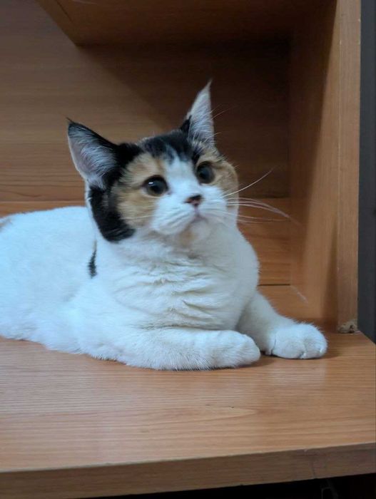 Продам котят Scottish Straight Шотландцы Скоттиш страйт