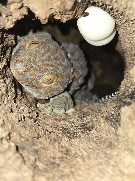 Tokay gecko/ Gekko gecko