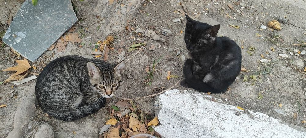 Отдадим в хорошие руки.