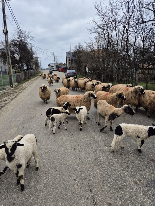 Vand 25 de oi cu miei