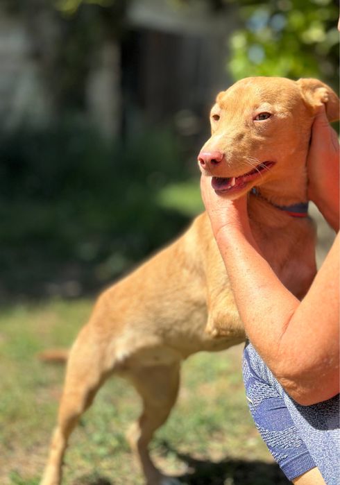 Нюша. Добрая девочка в семью.