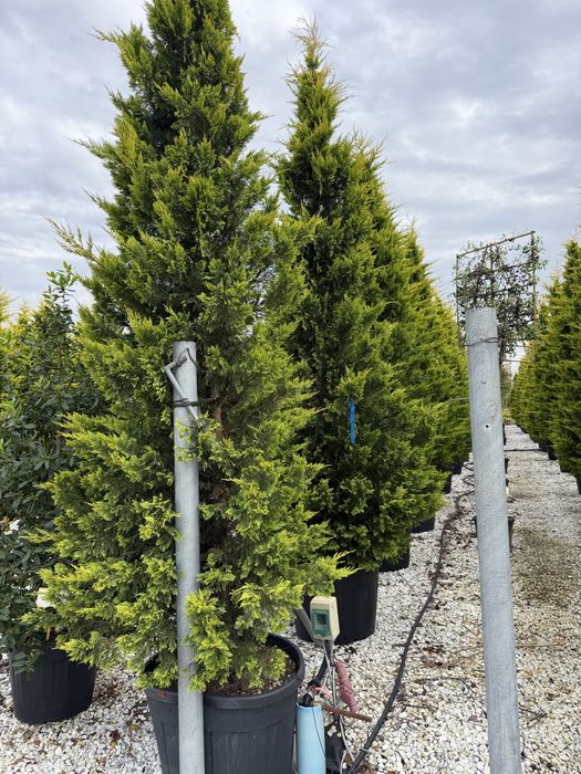 Leylandii Gold Rider 160 - 450 cm conifer auriu gard viu pret de la 200 lei