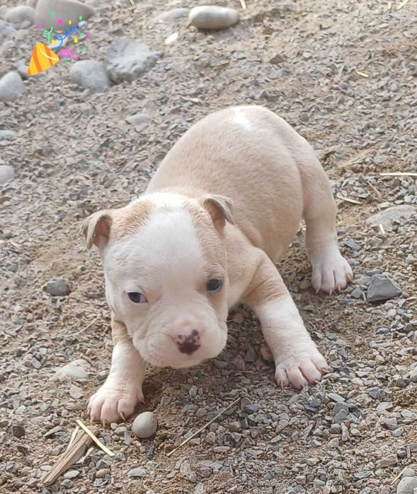 Пит-буль    щенки