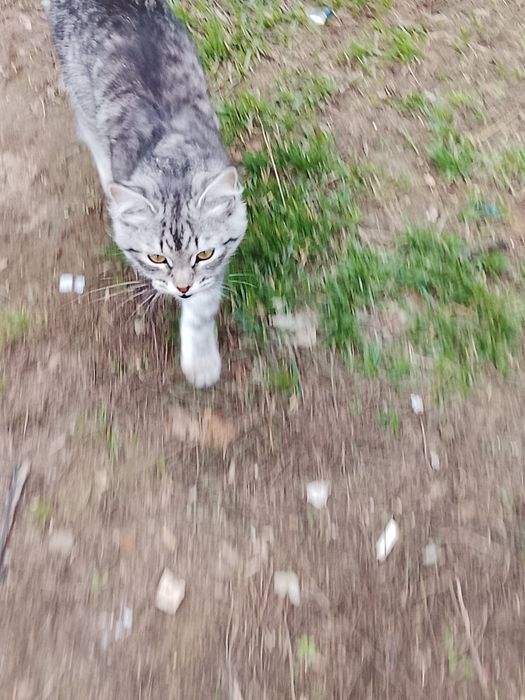 Кошка породистая продам