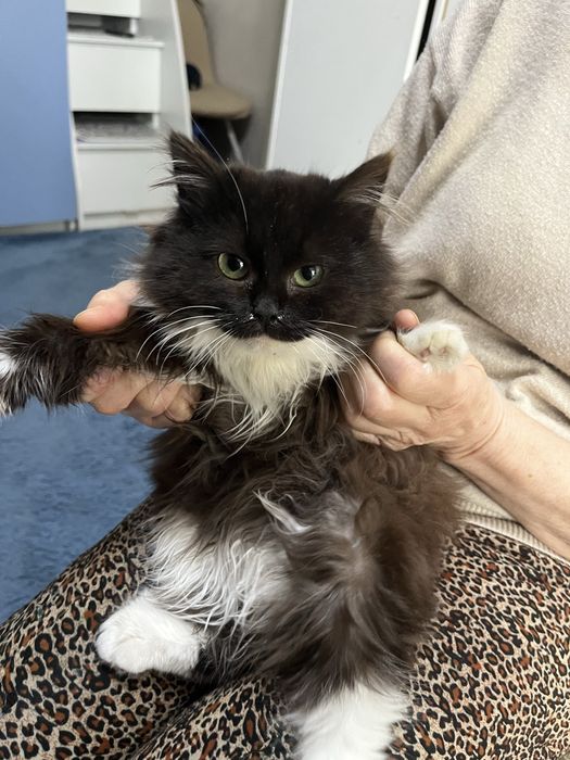 Котенок очень ласковый