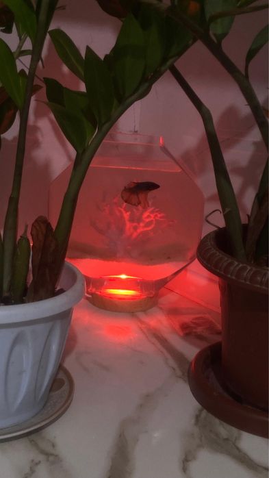 Рыбка Ветта,Балық Ветта