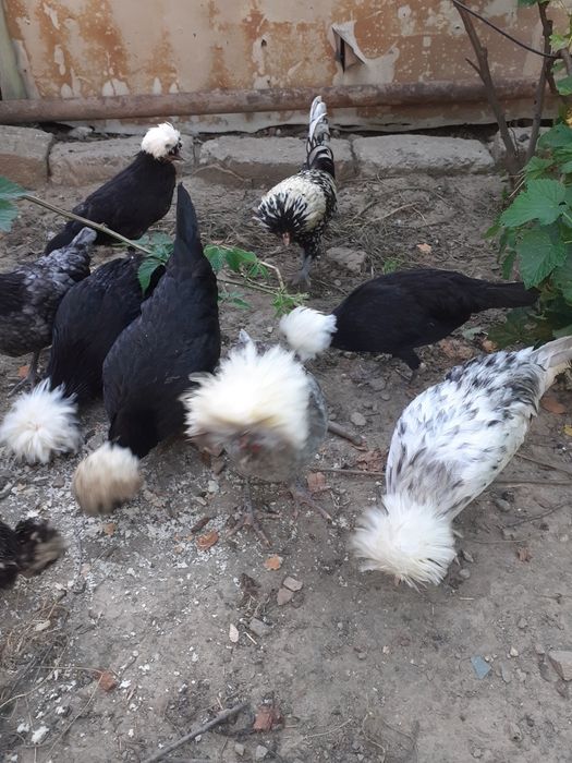 Vând per.de găinușe