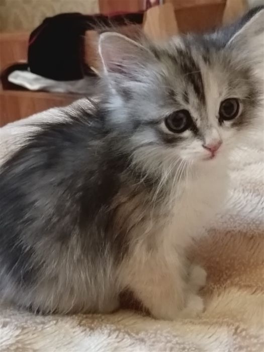 Отлам котенка в добрый руки.