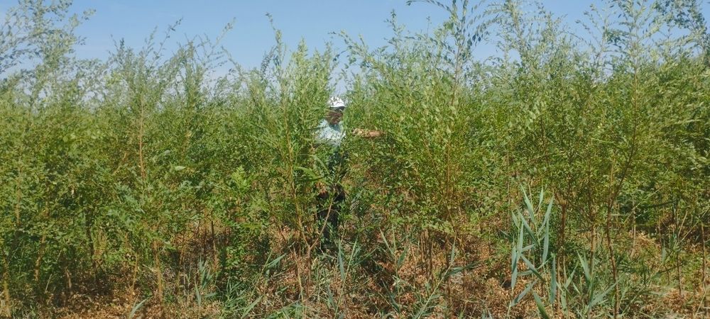 Саксовул  ( saksovul ) декларативный дарахтлар