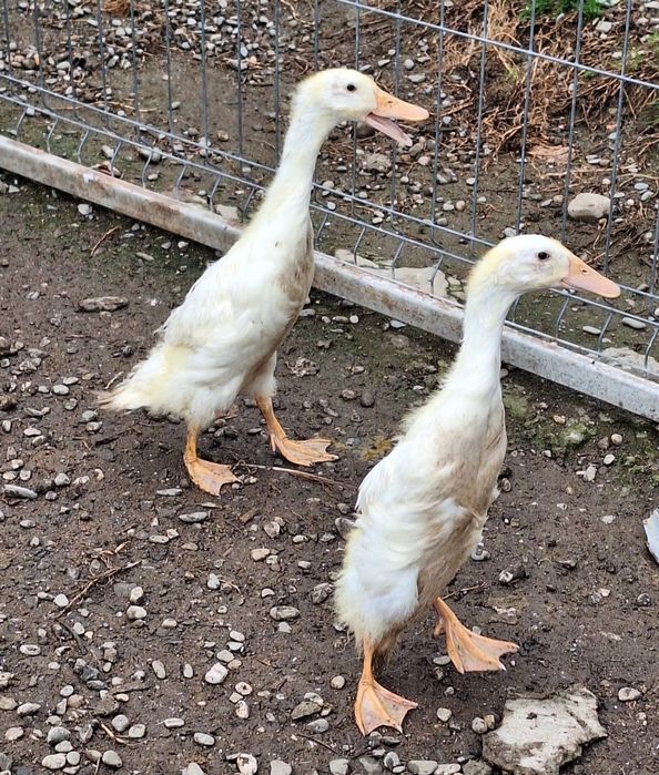 Boboci rațe indiene alergătoare,au 6 săptămani