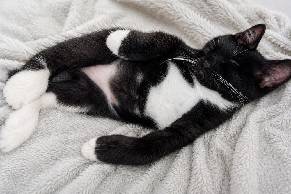 Котик в хорошие руки
