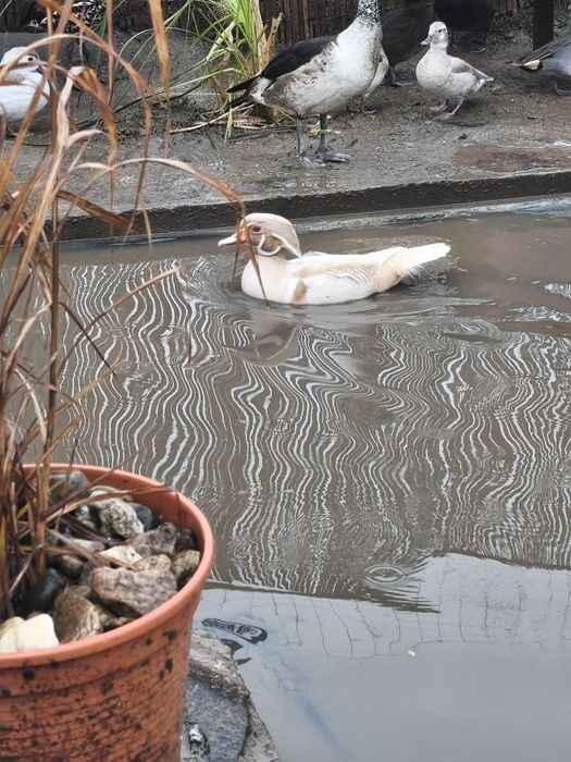 Perechi rațe exotice