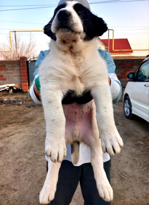 Продам щенка Алабая