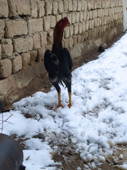 Dakan xoroz sotiladi