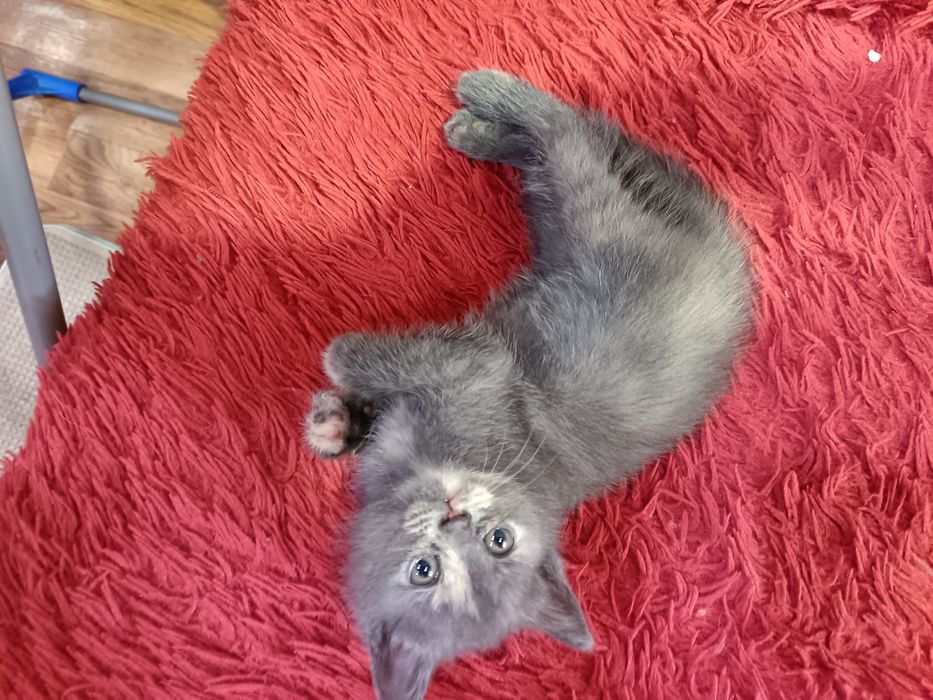 Прадам котёнка британка