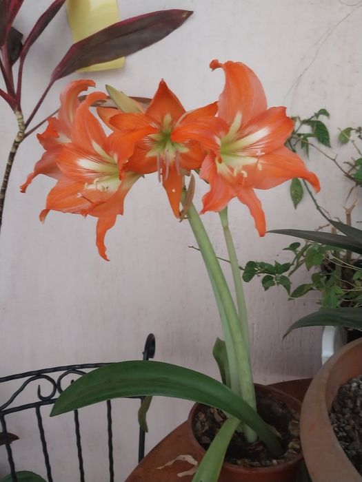 Здравствуйте, комнатные растения