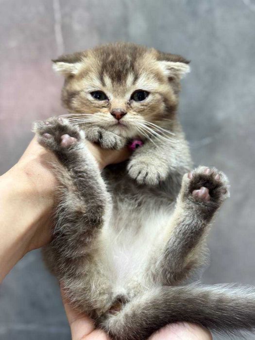 Skotish fold va skotish strayt sotiladi