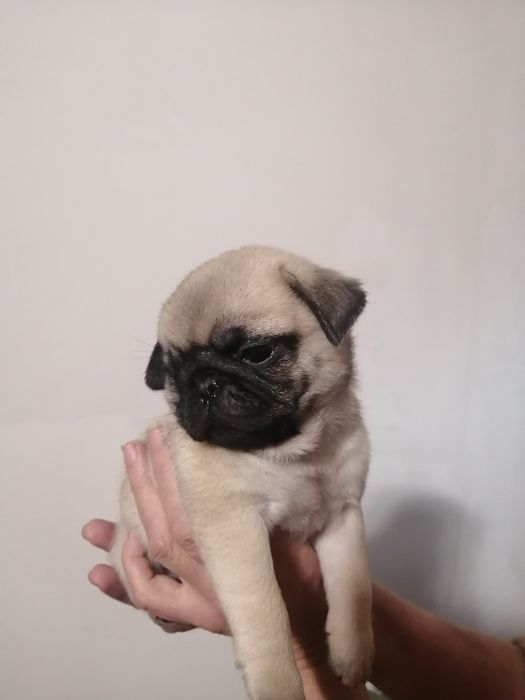 Продам щенков мопса