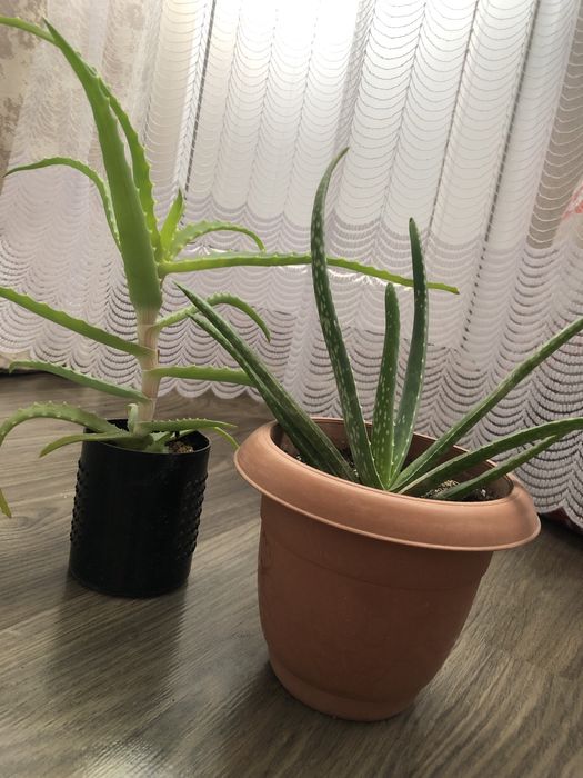 Алоэ разных сортов