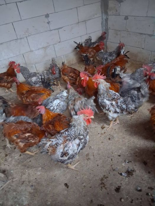 Gaini outoare. Cocoși